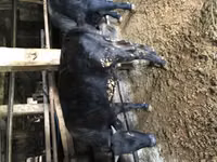 Touro, Simmental cattle — foto 1