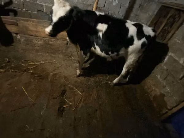 பசு, Russian Black pied cattle