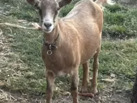 Koza, Alpine goat — zdjęcie 1