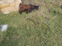 Koza, Kozy — foto 1