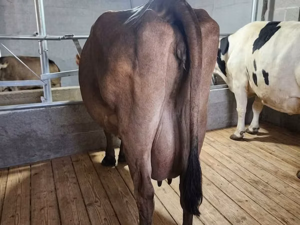 Cow, Holstein breed