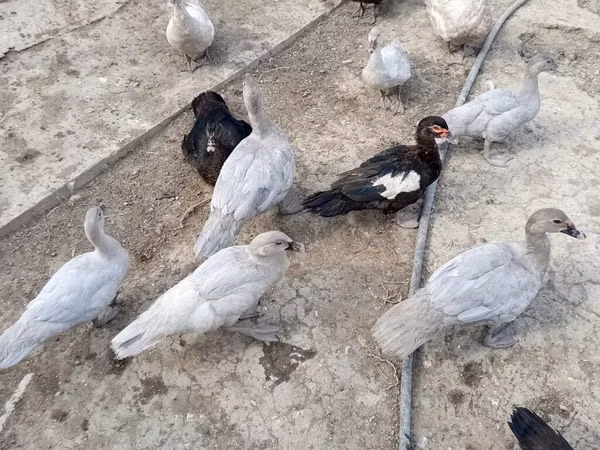 Ducks — Azerbaïdjan