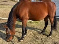 母马, Horses — 照片 1