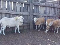 ვერძი, Katum sheep — ფოტო 1