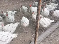 Turkeys — foto 1