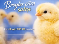Ross 308 — foto 2