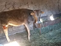 பசு, Swiss cattle — புகைப்படம் 3