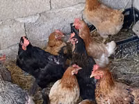 Chickens — Foto 3