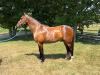 Cavalo, Cavalos — foto 2