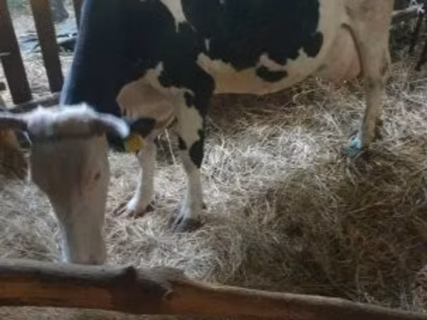 Krava, Russian Black pied cattle