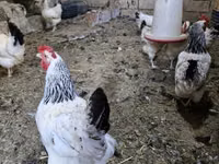 Chickens — foto 1