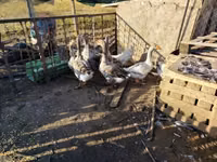 Geese — الصورة 3