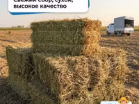 Мош пресс сотамиз — zdjęcie 1