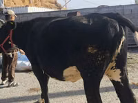 Vaca, Russian Black pied cattle — foto 2