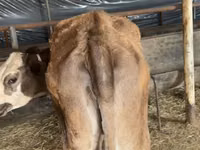 Bydło (partia, płeć nieokreślona), Simmental cattle — zdjęcie 1