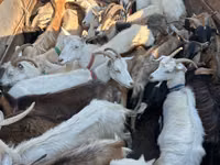 Cabra, Cabras — foto 1