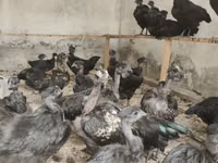 Chickens — zdjęcie 3