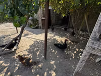 Ducks — foto 2