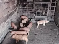 Säue, Schweine — Foto 2