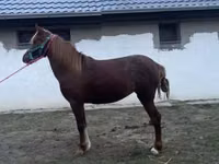 母马, Welsh Cob — 照片 3