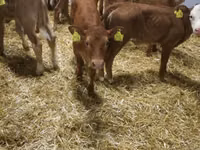 मवेशी (लॉट, लिंग निर्दिष्ट नहीं), Simmental cattle — फ़ोटो 4