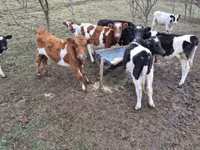 Býk, Simmental cattle — foto 3