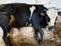 Krava, Russian Black pied cattle — foto 1