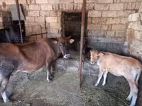 Krava, Simmental cattle — foto 8