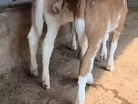 Bull, Red-spotted breed — photo 7
