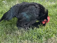 Australorp — Foto 8