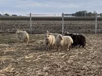 Schaf, Racka sheep — Foto 1