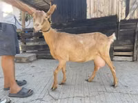 Goat, Goats — photo 2