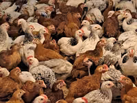 Chickens — foto 1