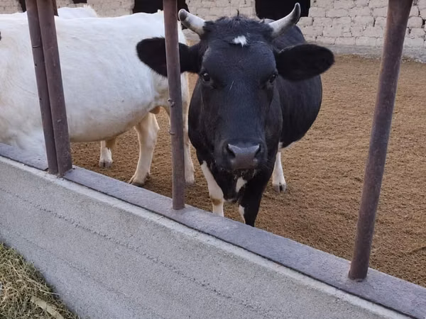 Cow, Holstein breed