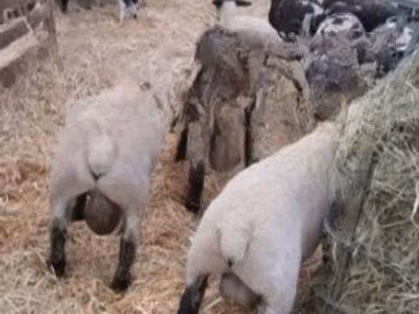 Baran, White Suffolk sheep