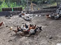 Chickens — 写真 5
