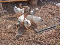 एडलर सिल्वर — फ़ोटो 2