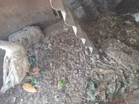 Geese — foto 4