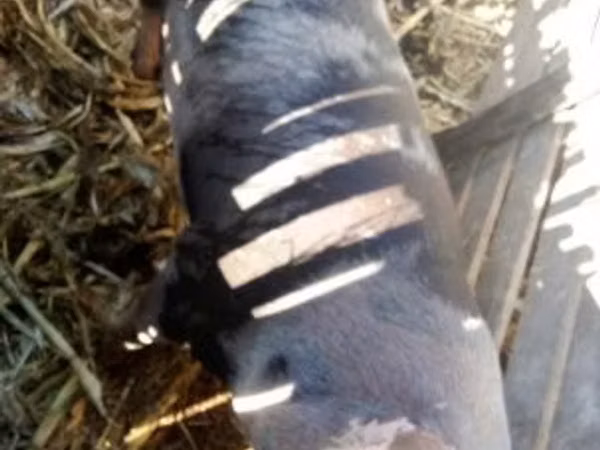母猪, Pigs