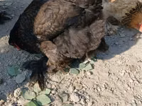 Brahma — foto 1