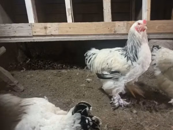 Brahma