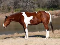 Kůň, National Show Horse — foto 2