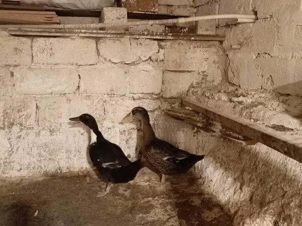 Ducks