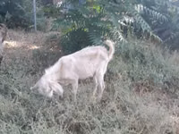 Ziege, Nubian Goat — Foto 4