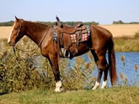 雌馬, Rocky Mountain Horse — 写真 2
