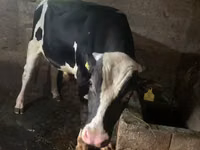Buğa, Russian Black pied cattle — foto 2