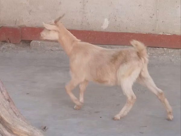 Cabra, Cabras
