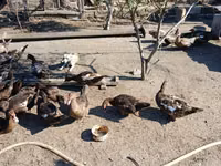 Ducks — foto 4