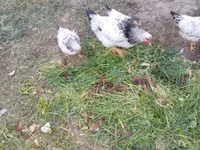Chickens — Foto 2
