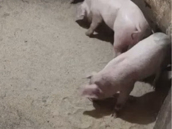 Säue, Schweine — Armenien